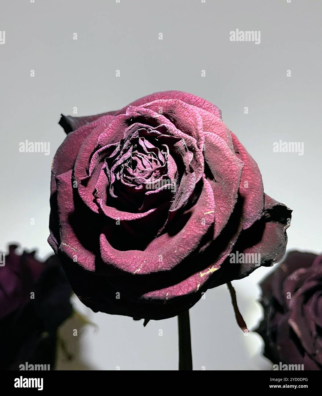 Diese getrockneten Rosen verkörpern mit ihren tiefen Karmesintönen und ihren verdorbenen Blüten eine eindringliche Schönheit und erinnern an unheimliche Erinnerungen an vergessene Liebe und Halloween - Smartphone-aufgenommenes Stockfoto