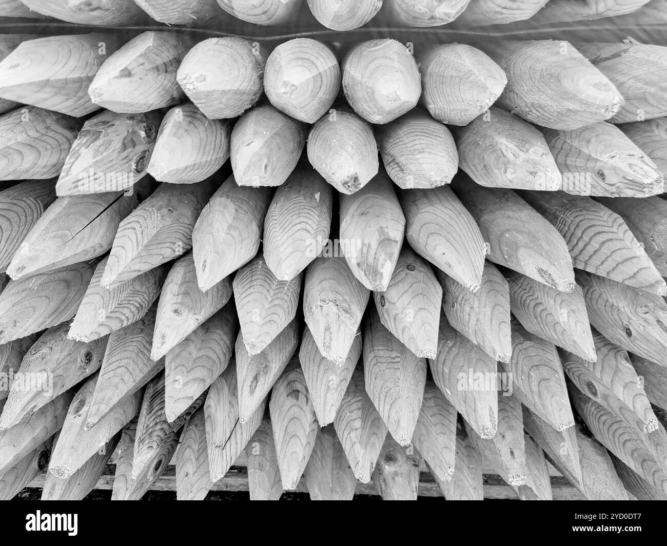 Eine schlichte, monochromatische Darstellung scharfer Holzpfähle, die bereit sind, sich dem Unbekannten an Halloween zu stellen, bringt ein Gefühl der Vorahnung in die Luft Stockfoto