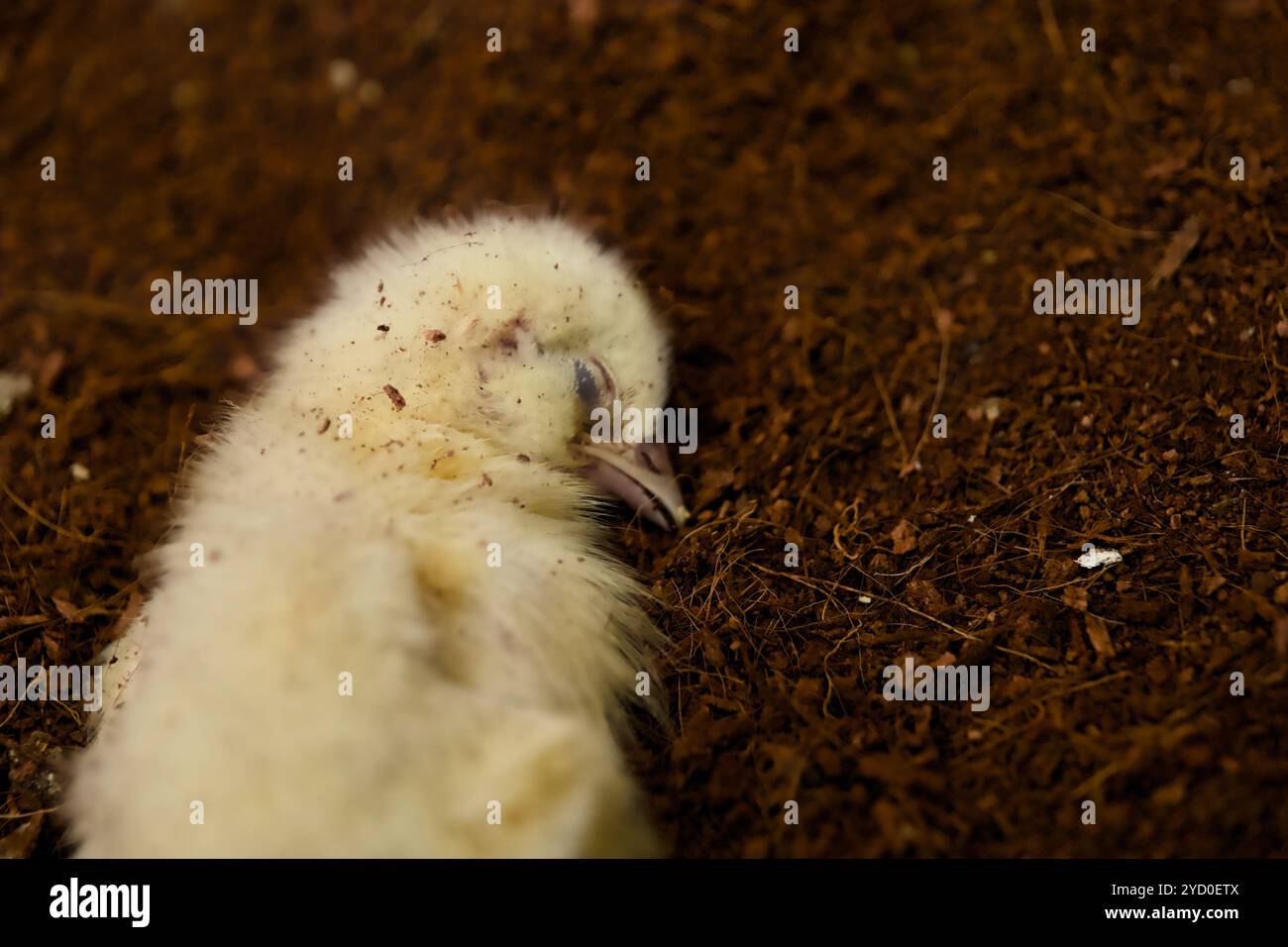 Niedliches Hühnchen, das eine Pause auf der warmen Erde macht und Gefühle des Frühlings, des neuen Lebens und des charmanten Bauernhofes weckt. Stockfoto