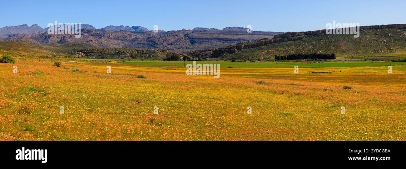 Gelb blühende Wildblumen schmücken den Talboden vor flachen Bergen im Frühling im Biedouw-Tal in Südafrika Stockfoto