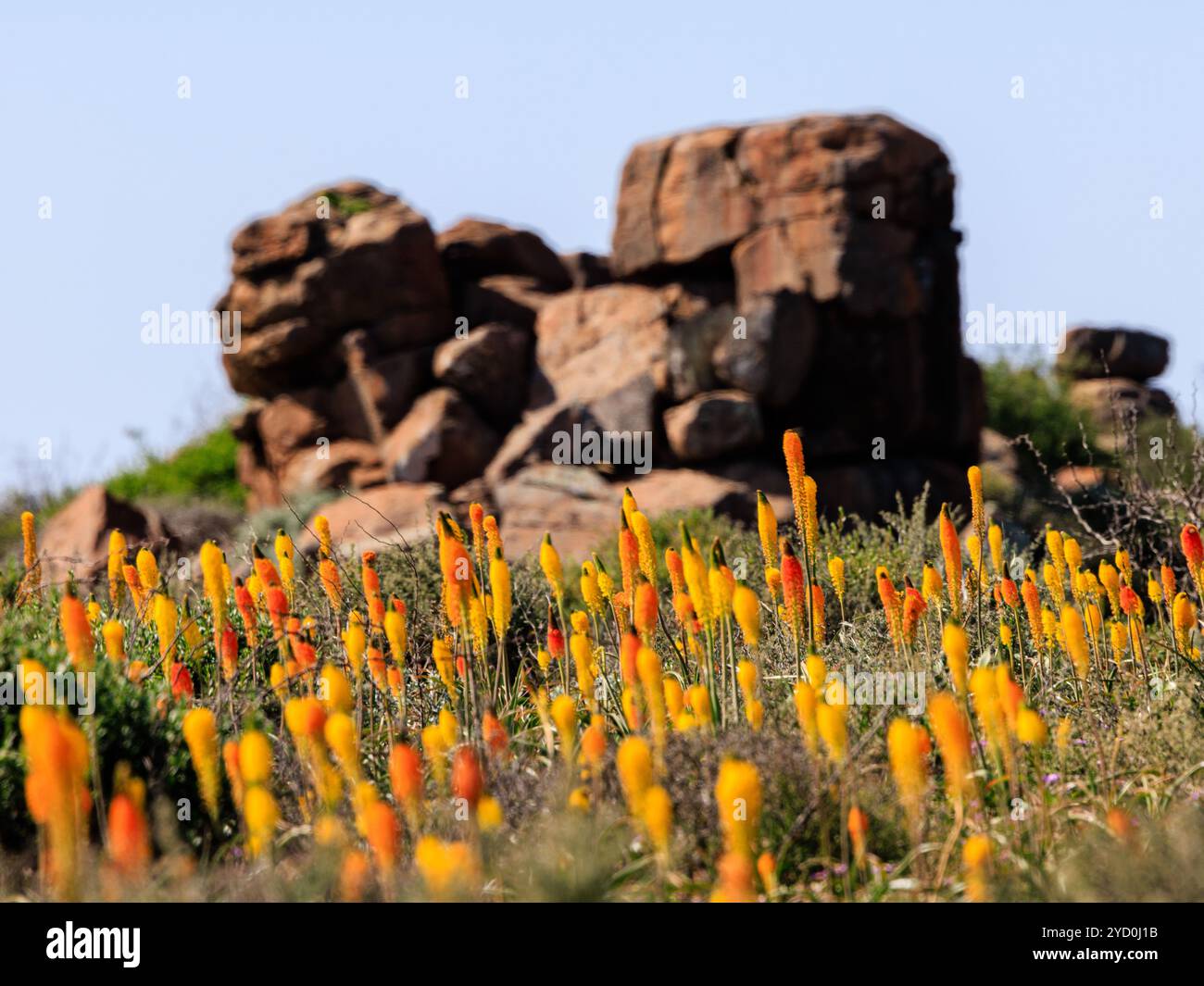 Üppige, leuchtend gelbe Blüten von Bulinella vor einem felsigen Aufwuchs in der Blütezeit auf der Boereplaas-Blumenstraße in Südafrika Stockfoto