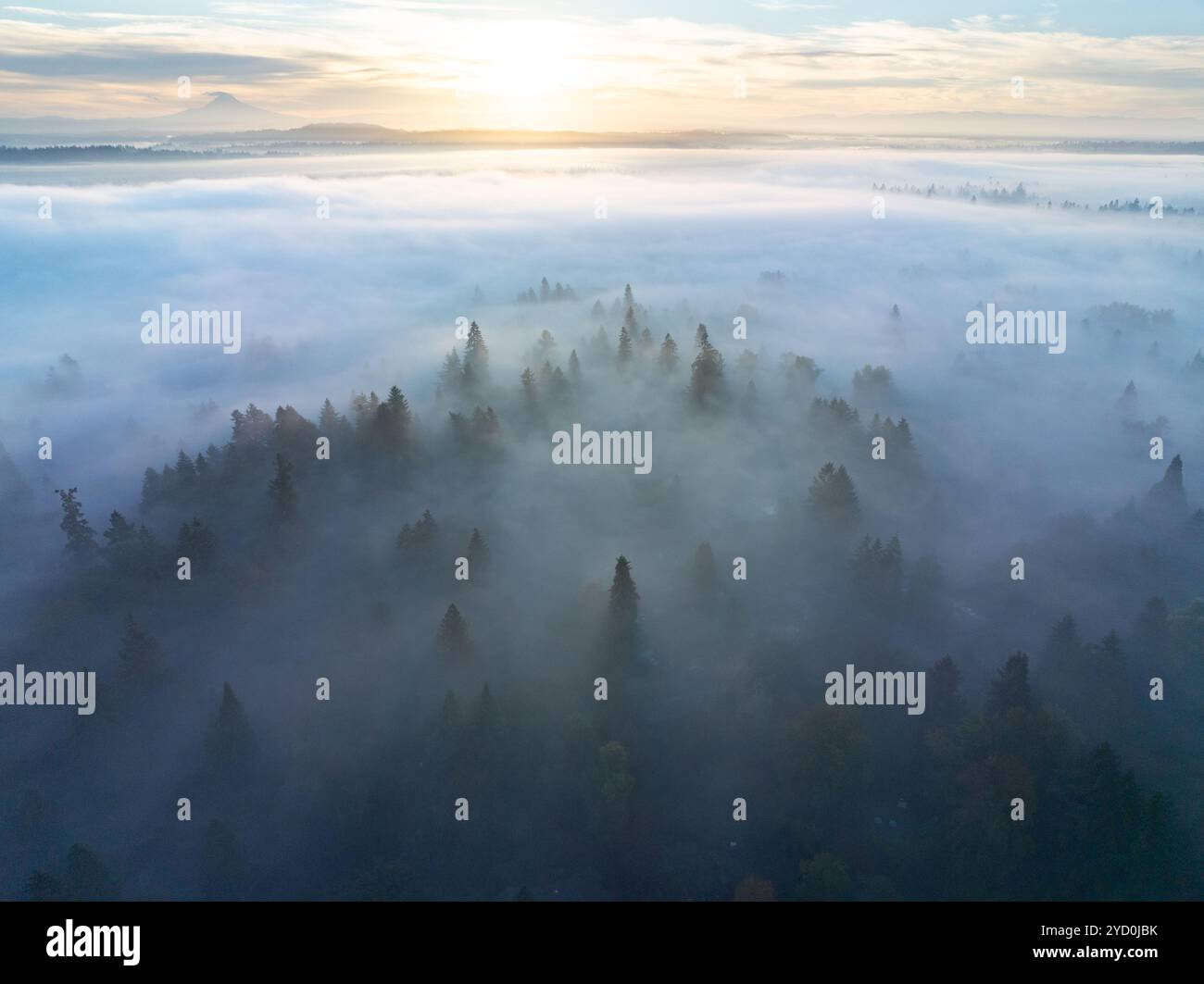 Am frühen Morgen driftet Nebel durch das malerische Willamette Valley, Oregon. Dieses bewaldete Gebiet liegt südlich der Stadt Portland im Pazifischen Nordwesten. Stockfoto