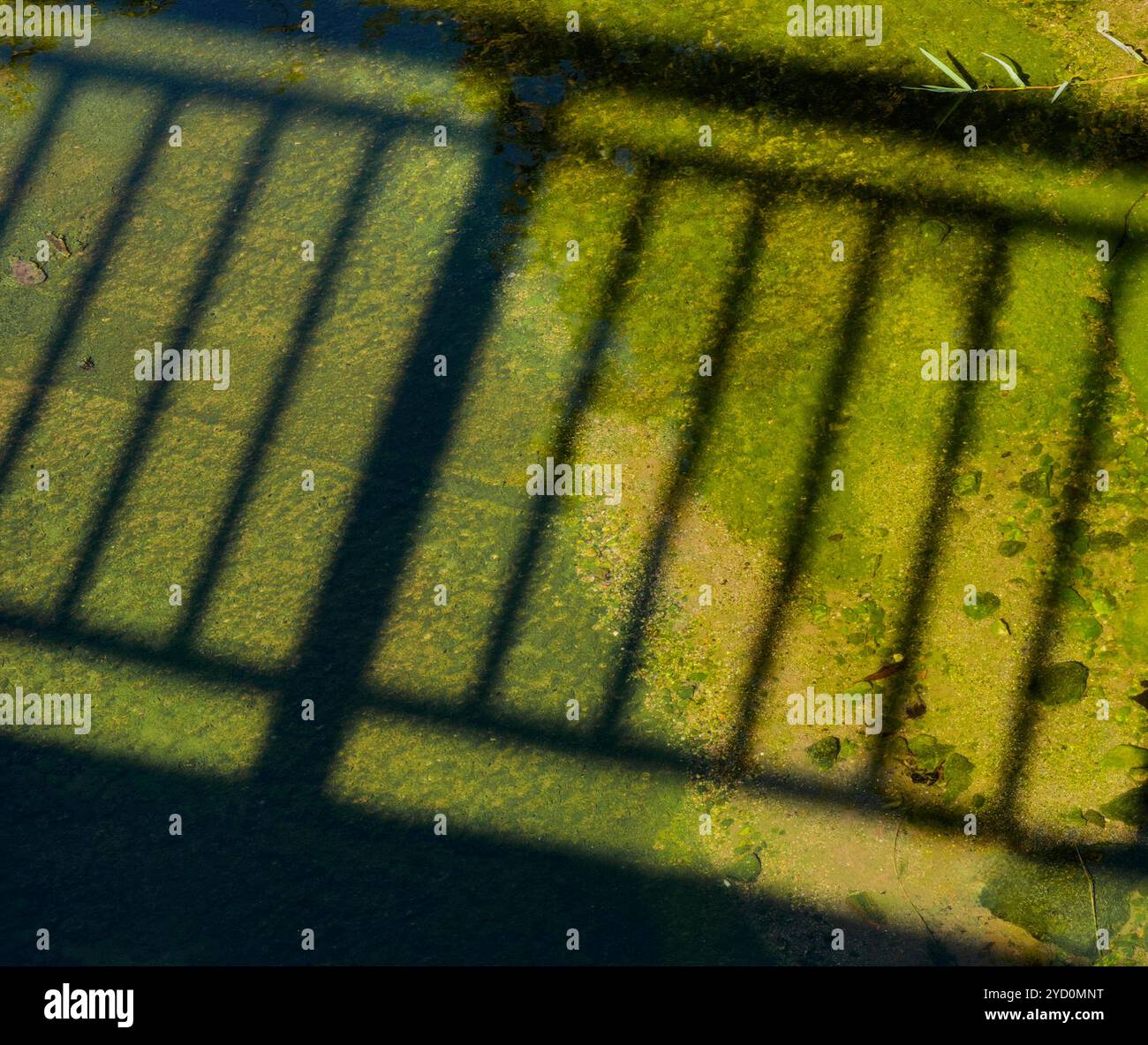 Schattenreflexion vom Zaun, auf der nassen grünen Betonoberfläche. Unter der Sonne Stockfoto