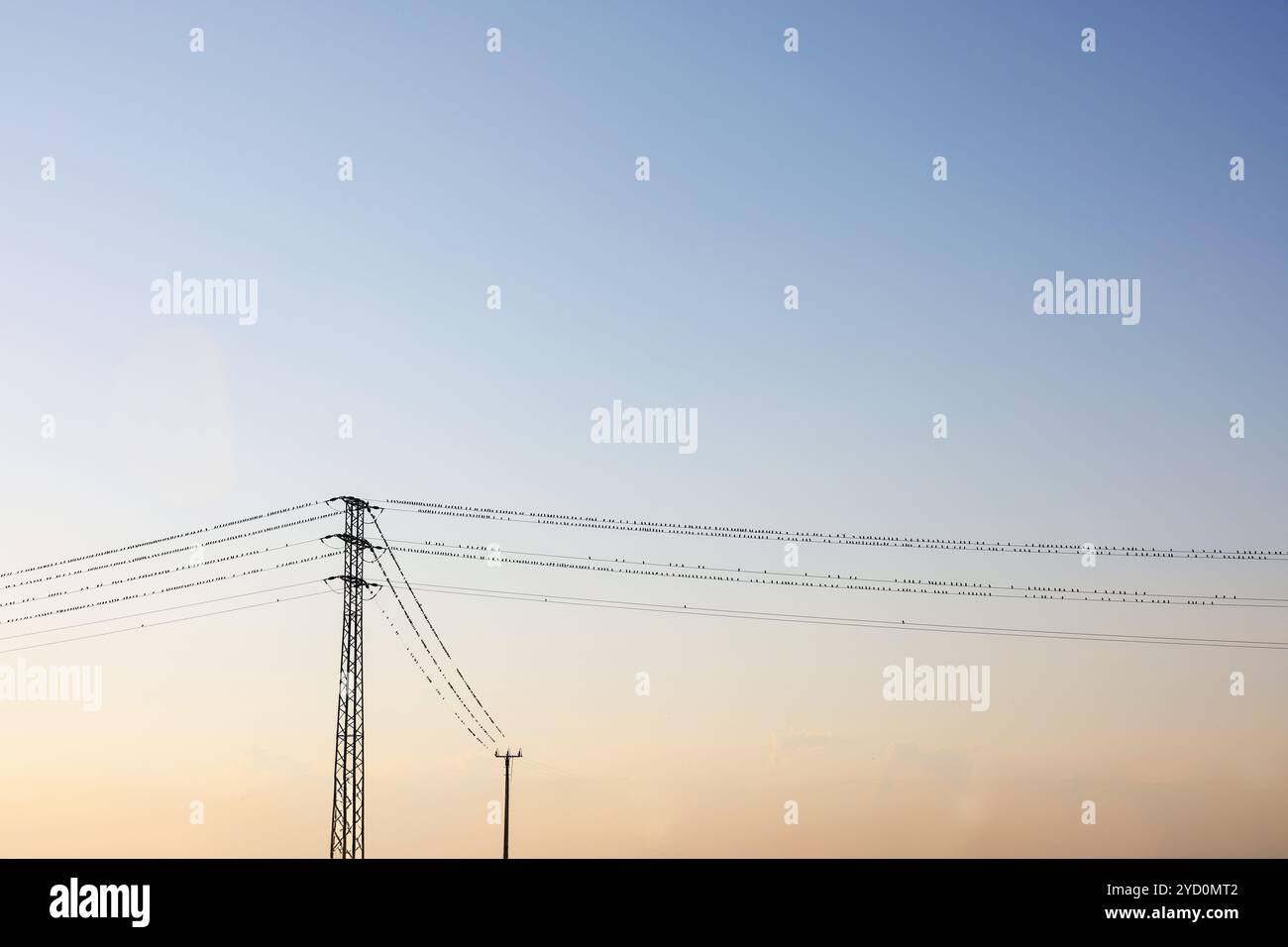 Viele Vögel sitzen auf den Drähten. Kopierbereich Stockfoto