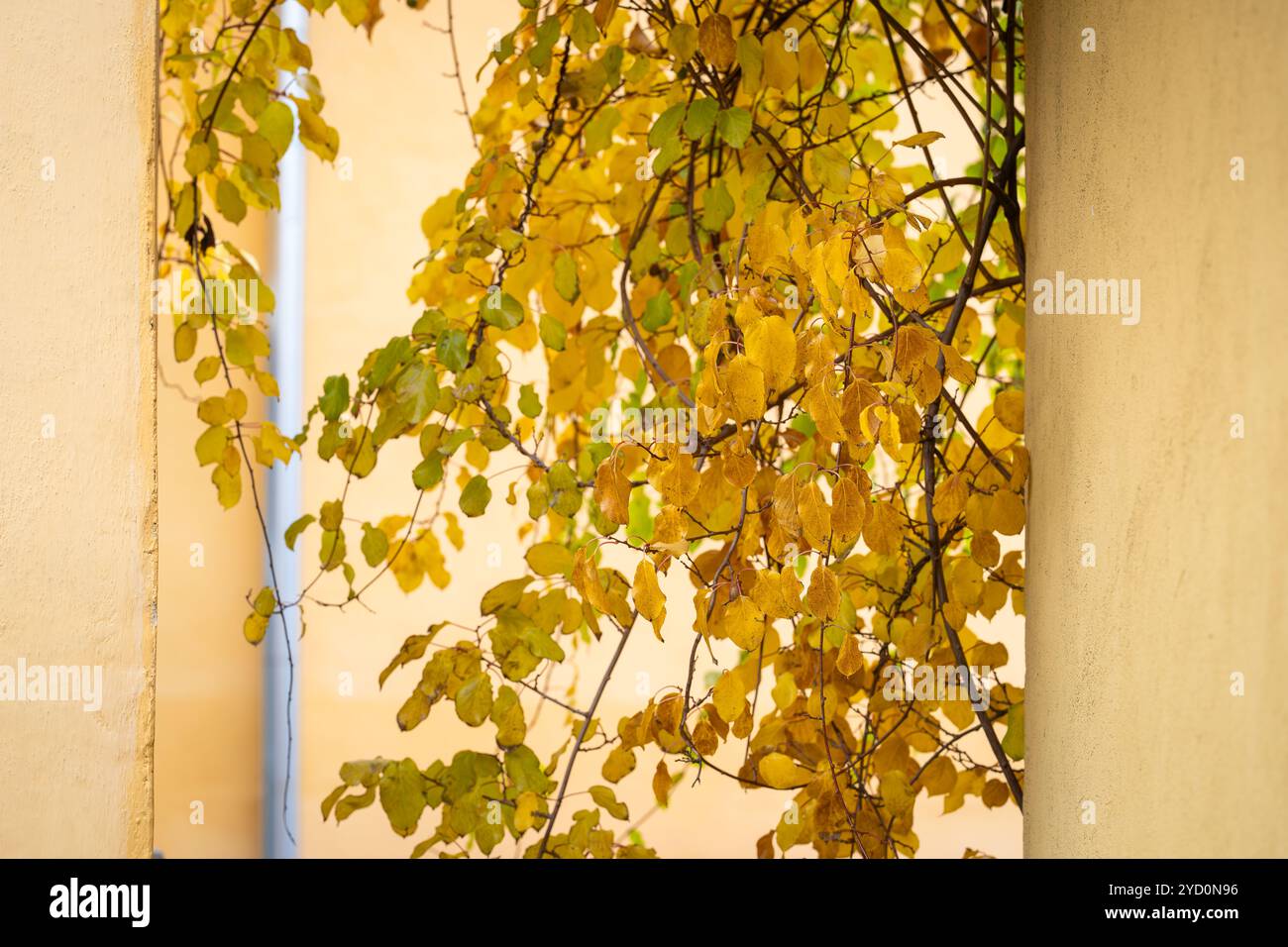 Pastellgelb verputzte Wand und Äste mit Herbstlaub. Alte verputzte Wand und hängende Zweige mit Herbstblättern, gelber Hintergrund. Stockfoto