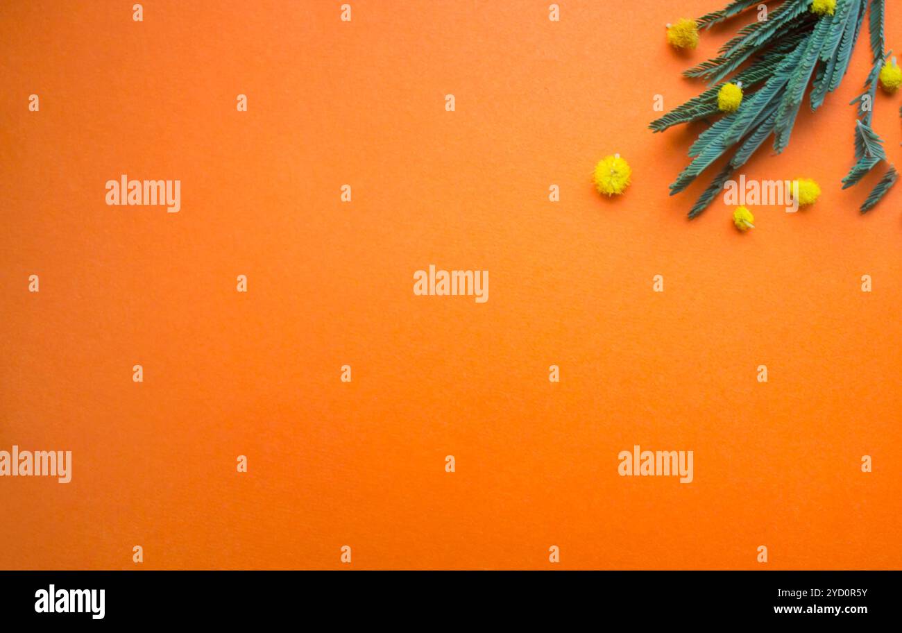 Ein Mimosa-Zweig auf orangem Hintergrund. Blumen auf einem schlichten Hintergrund. Isolierte Verzweigung. Stockfoto