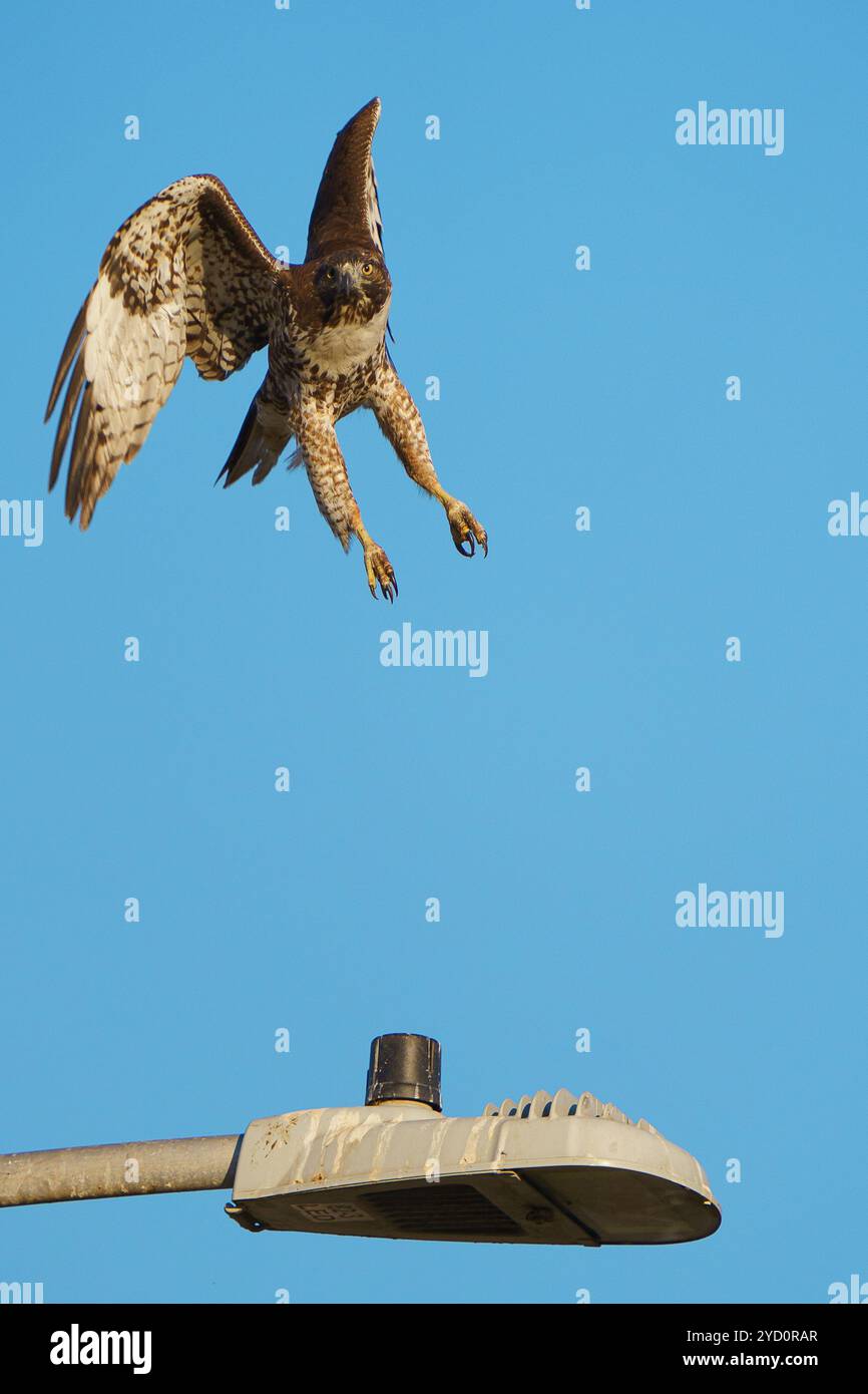 Roter Falke landet an einer Straßenlaterne Stockfoto