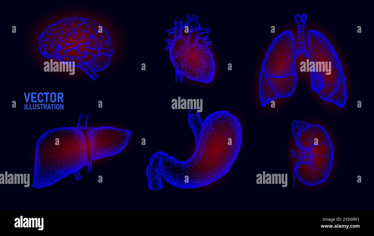 Menschliches Organ Symbol Symbol Medizin Logo-Satz. Lunge Herz Niere Leber Magen innere Organ. Apotheke Banner Arzt Online-Vektor-Illustration Stock Vektor