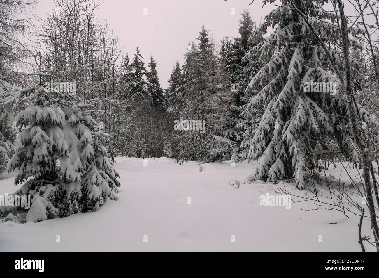 Eine ruhige Winterszene zeigt einen schneebedeckten Wald mit hohen immergrünen Bäumen. Die weiche weiße Schneedecke schafft ein friedliches Ambiente in den s Stockfoto