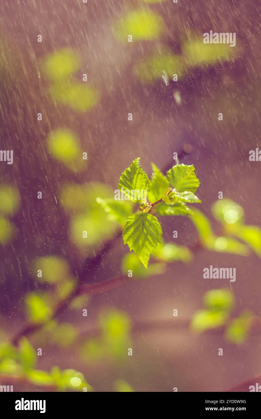 Blühende birke Zweig. Der Frühling kam. Hallo Frühling. Frühling Laub. Natur Stockfoto