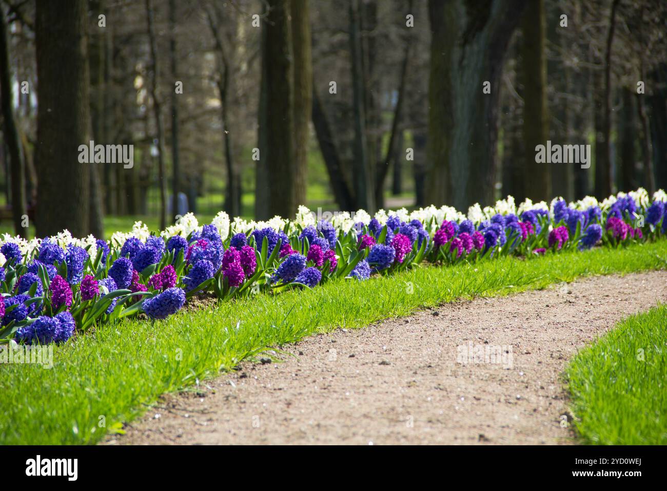 Auf dem sonnigen Rasen wuchsen und blühten helle Hyazinthen. Frühlingsblumen. Natürliche Natur. Stockfoto