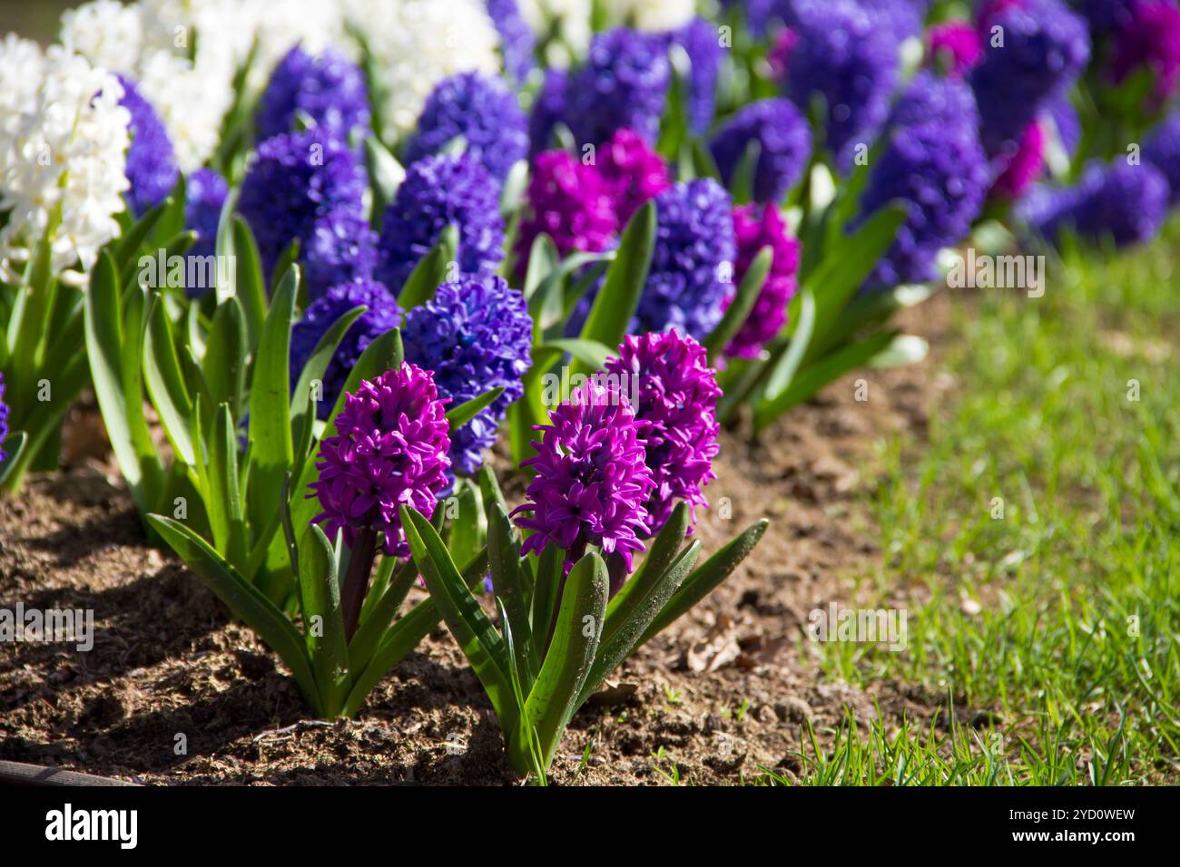 Auf dem sonnigen Rasen wuchsen und blühten helle Hyazinthen. Frühlingsblumen. Natürliche Natur. Stockfoto