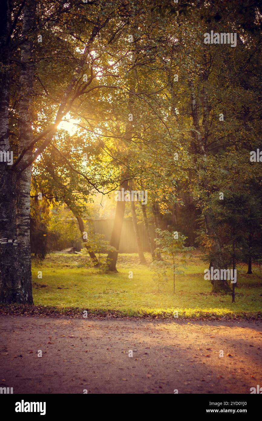 Herbstpark am Vormittag. Stellen Sie sich einen Herbstpark vor. Parken Sie bei Sonnenaufgang im Herbst. Sonniger Morgen. Anfang Herbst. September Stockfoto