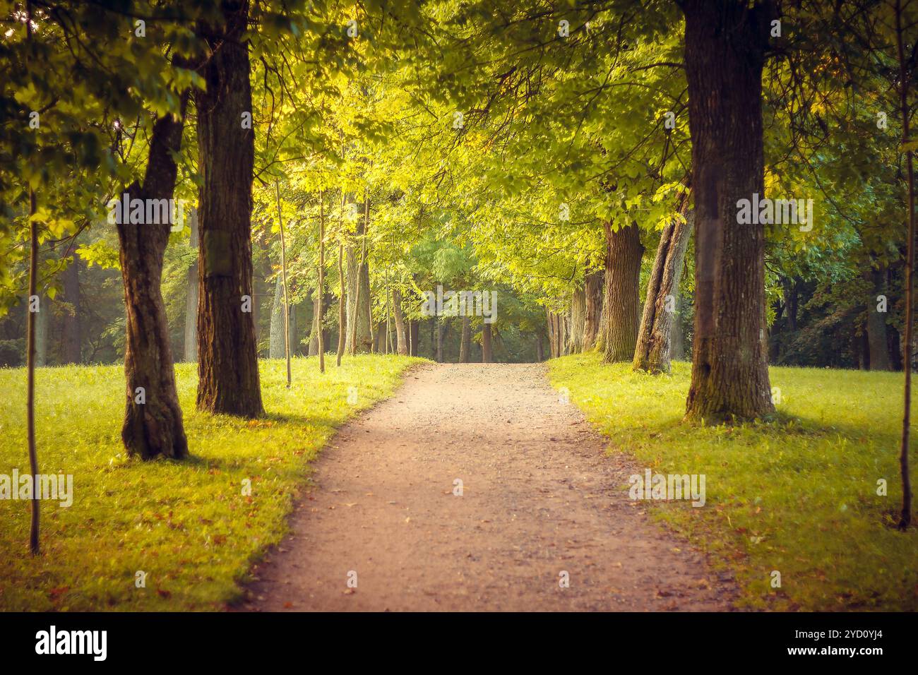 Herbstpark am Vormittag. Stellen Sie sich einen Herbstpark vor. Parken Sie bei Sonnenaufgang im Herbst. Sonniger Morgen. Anfang Herbst. September Stockfoto