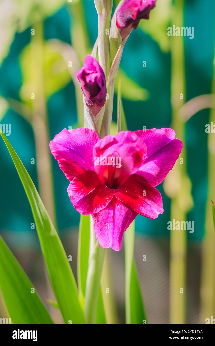Rosafarbene Sommerblumen. Wunderschöne Blumen. Lebende Blumen. Stockfoto