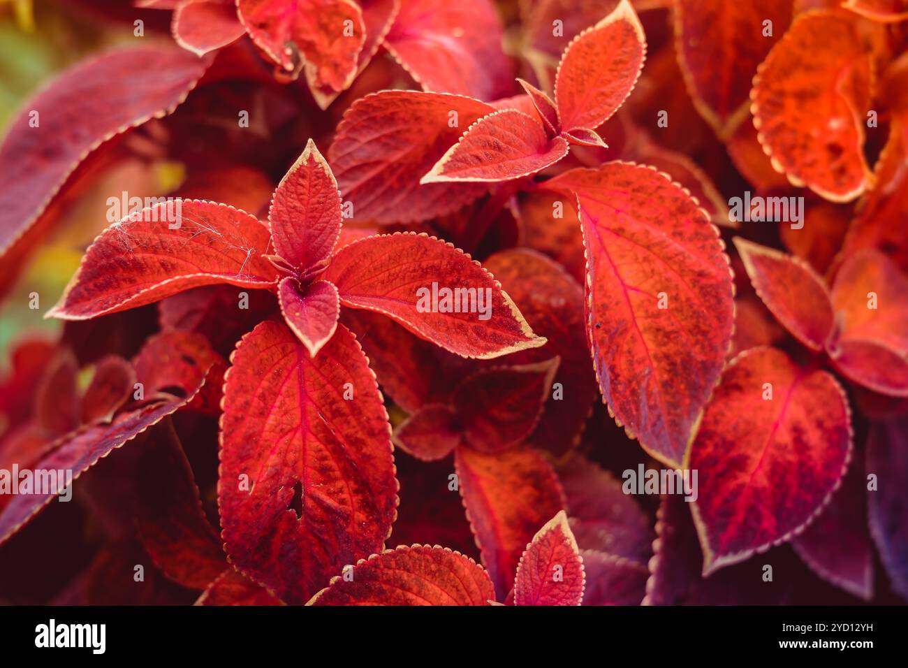 Rosafarbene Sommerblumen. Wunderschöne Blumen. Lebende Blumen. Stockfoto