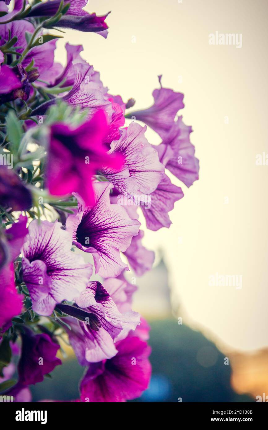 Rosafarbene Sommerblumen. Wunderschöne Blumen. Lebende Blumen. Stockfoto