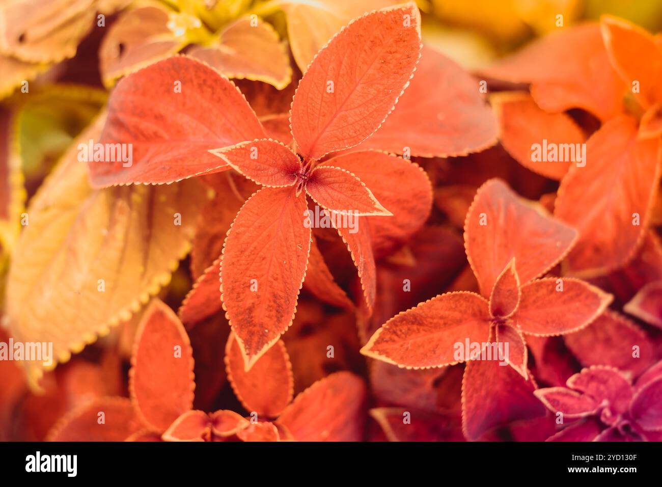Rosafarbene Sommerblumen. Wunderschöne Blumen. Lebende Blumen. Stockfoto