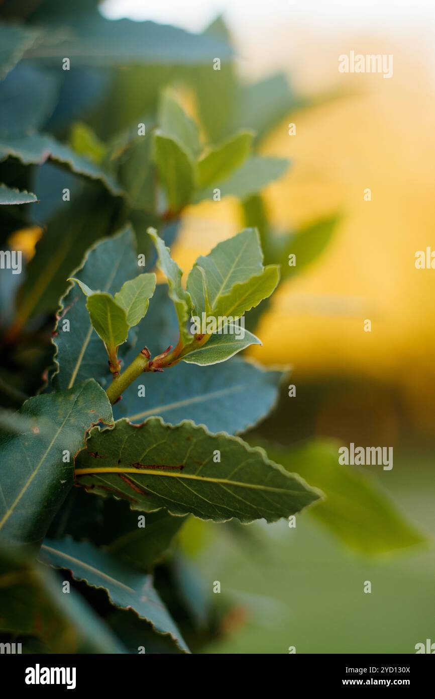 Lorbeerbaum. Die Blätter des Baumes bei Sonnenuntergang. Stockfoto