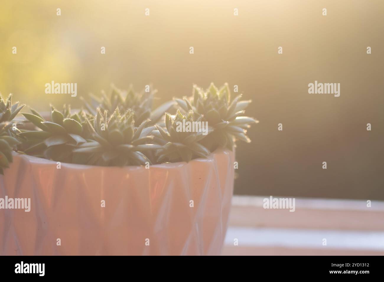 Heim Blume Stein Rose. Ganzjährige Staudenpflanze. Stockfoto