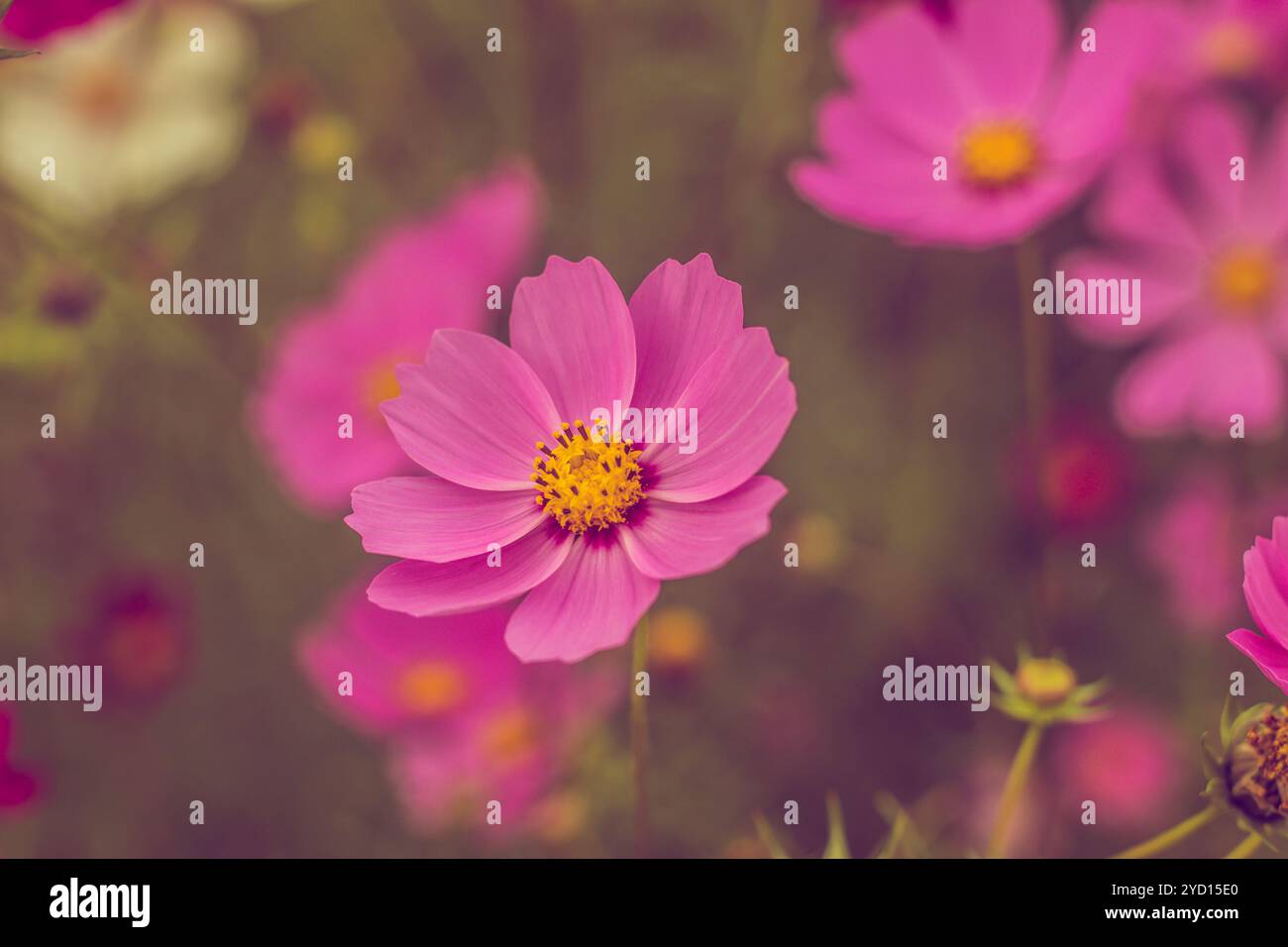 Rosafarbene Sommerblumen. Rosa Farbton auf dem Foto. Rosafarbene Blumen und rosafarbene Farben. Stockfoto
