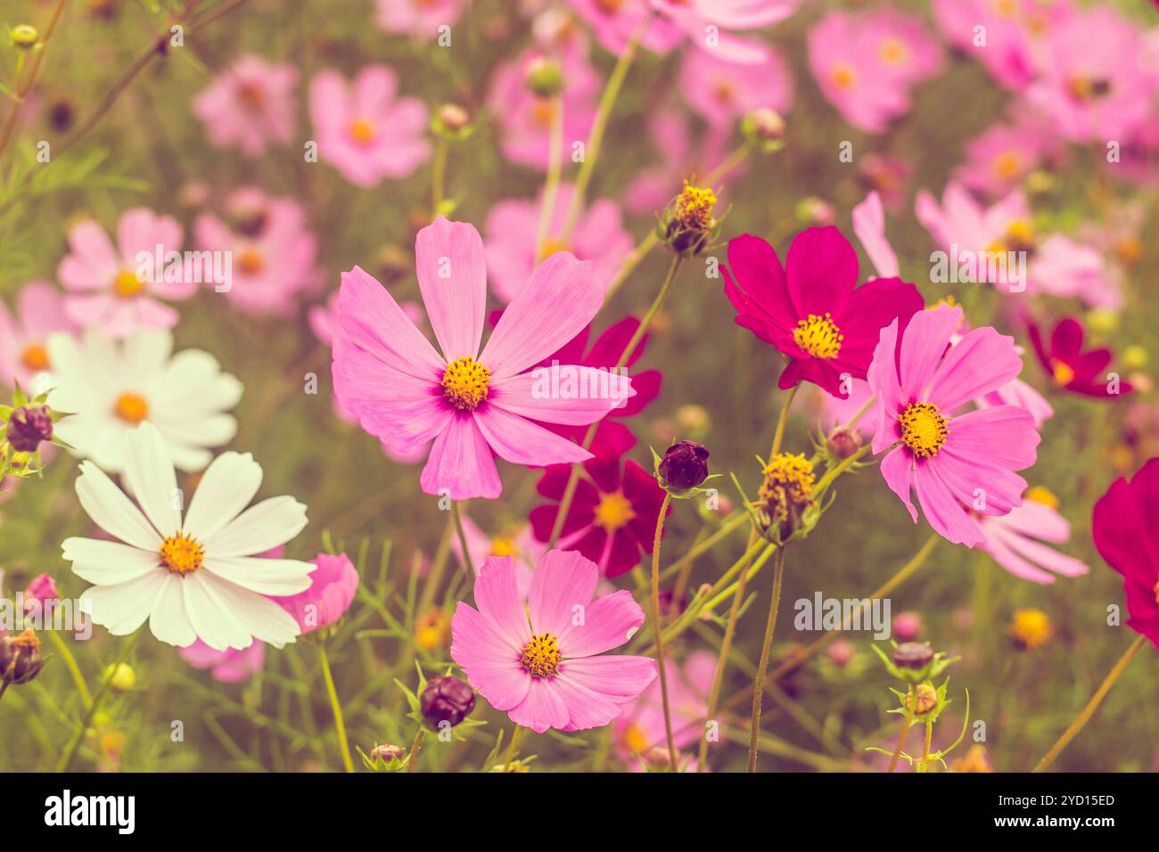 Rosafarbene Sommerblumen. Rosa Farbton auf dem Foto. Rosafarbene Blumen und rosafarbene Farben. Stockfoto