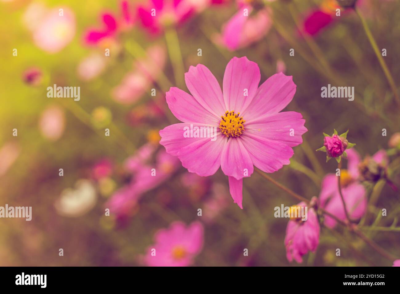 Rosafarbene Sommerblumen. Rosa Farbton auf dem Foto. Rosafarbene Blumen und rosafarbene Farben. Stockfoto