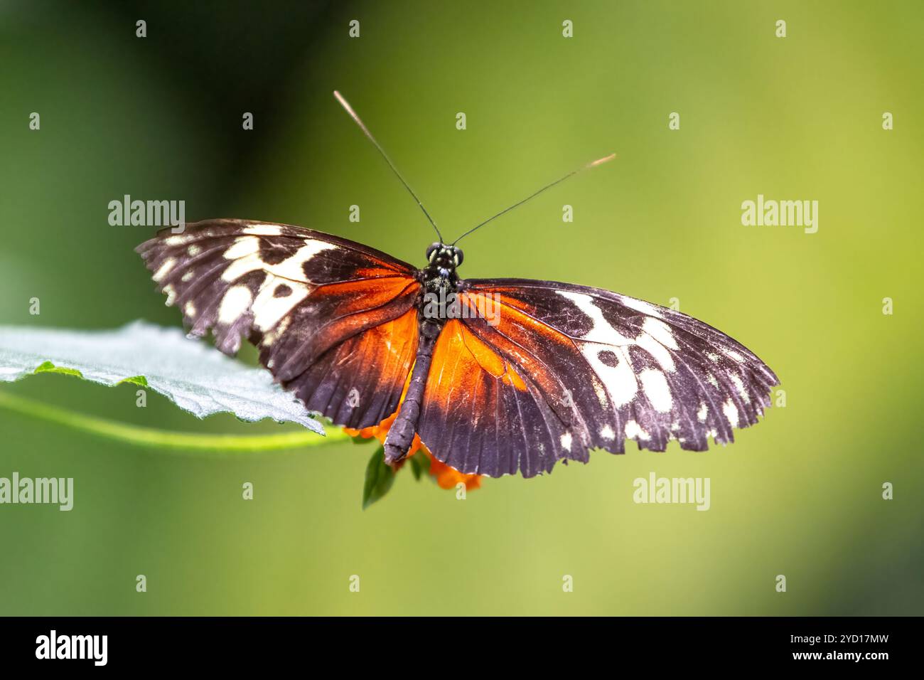 Tiger Longwing Schmetterling, Heliconius Aigeus Stockfoto