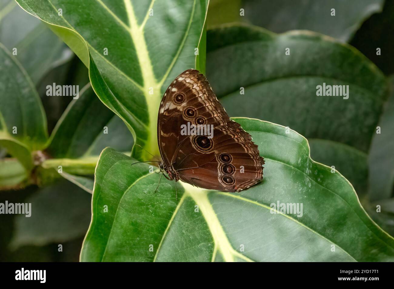 Menelaus blauer Morpho-Schmetterling mit geschlossenen Flügeln, gefunden in Mittel- und Südamerika Stockfoto