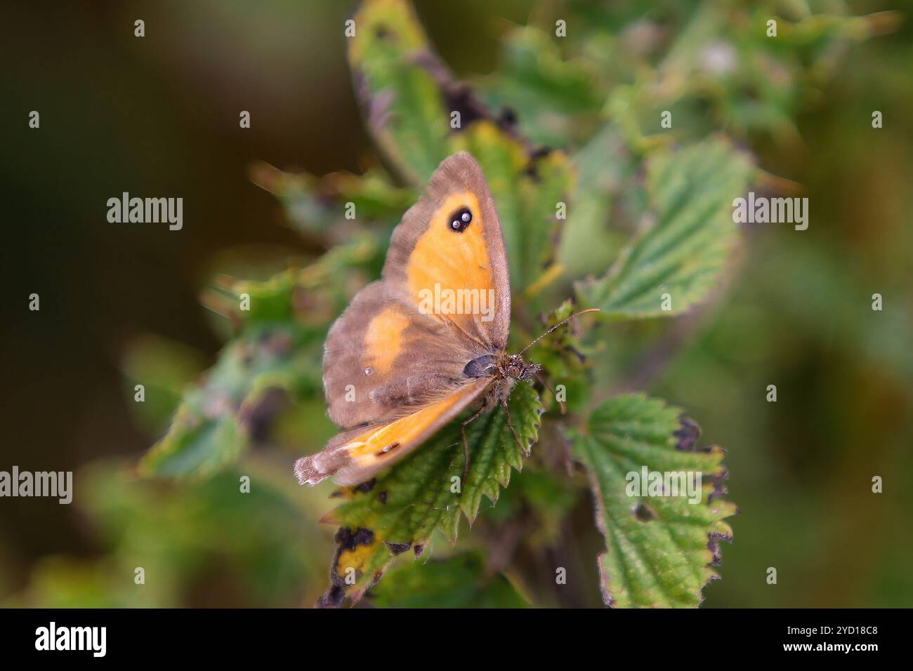 Der Torwächter oder Heckenbraun, Pyronia tithonus, Schmetterlingsart Stockfoto