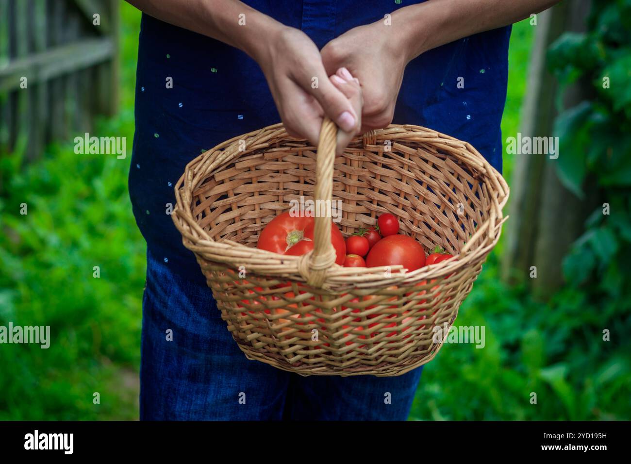 Korb mit Tomaten. Hausgemachtes Gemüse. Landwirtschaft. Korb mit Gemüse. Stockfoto
