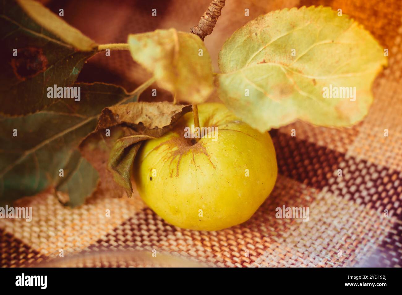 Grüner Gartenapfel auf dem Ast. Gartenäpfel. Apple in der Filiale. Stockfoto