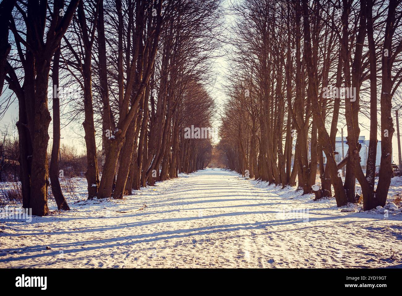 Winterpark. Snowpark. Picture Winter Park. Winterlandschaft. Winter Natur Stockfoto