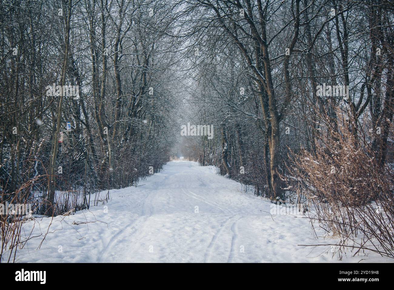 Winterpark. Snowpark. Picture Winter Park. Winterlandschaft. Winter Natur Stockfoto