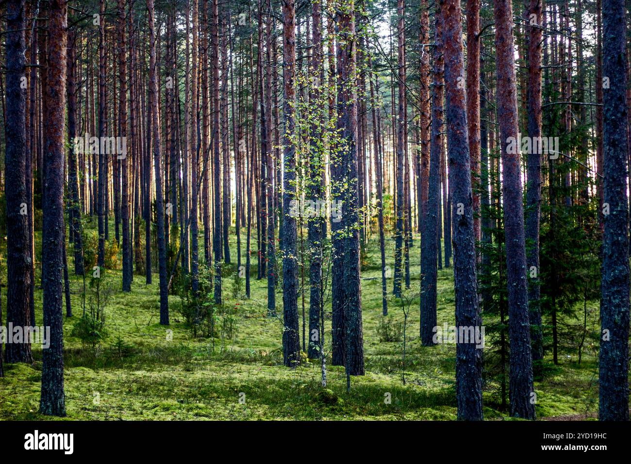 Wald bei Sonnenaufgang. Morgens im Wald. Die Sonne durch die Bäume. Stellen Sie sich den Wald am Morgen vor Stockfoto