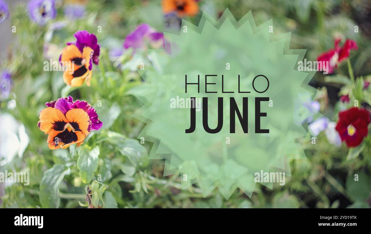 Banner Hallo juni. Text auf dem Foto. Text Hallo Juni. Neuer Monat. Neue Saison. Sommermonat. Text auf einem Foto von Blumen. Blumen Stockfoto