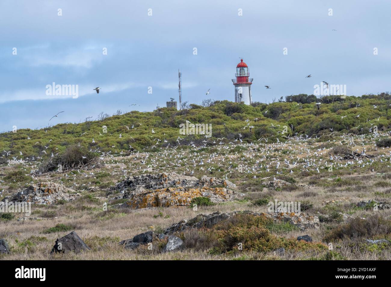 Robben Island Leuchtturm auf Minto Hill, Stockfoto