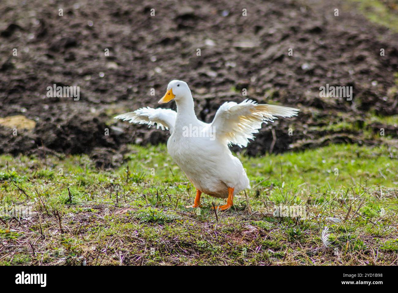 Gus spreizte seine Flügel aus. Gans, die auf dem Gras stehen Stockfoto