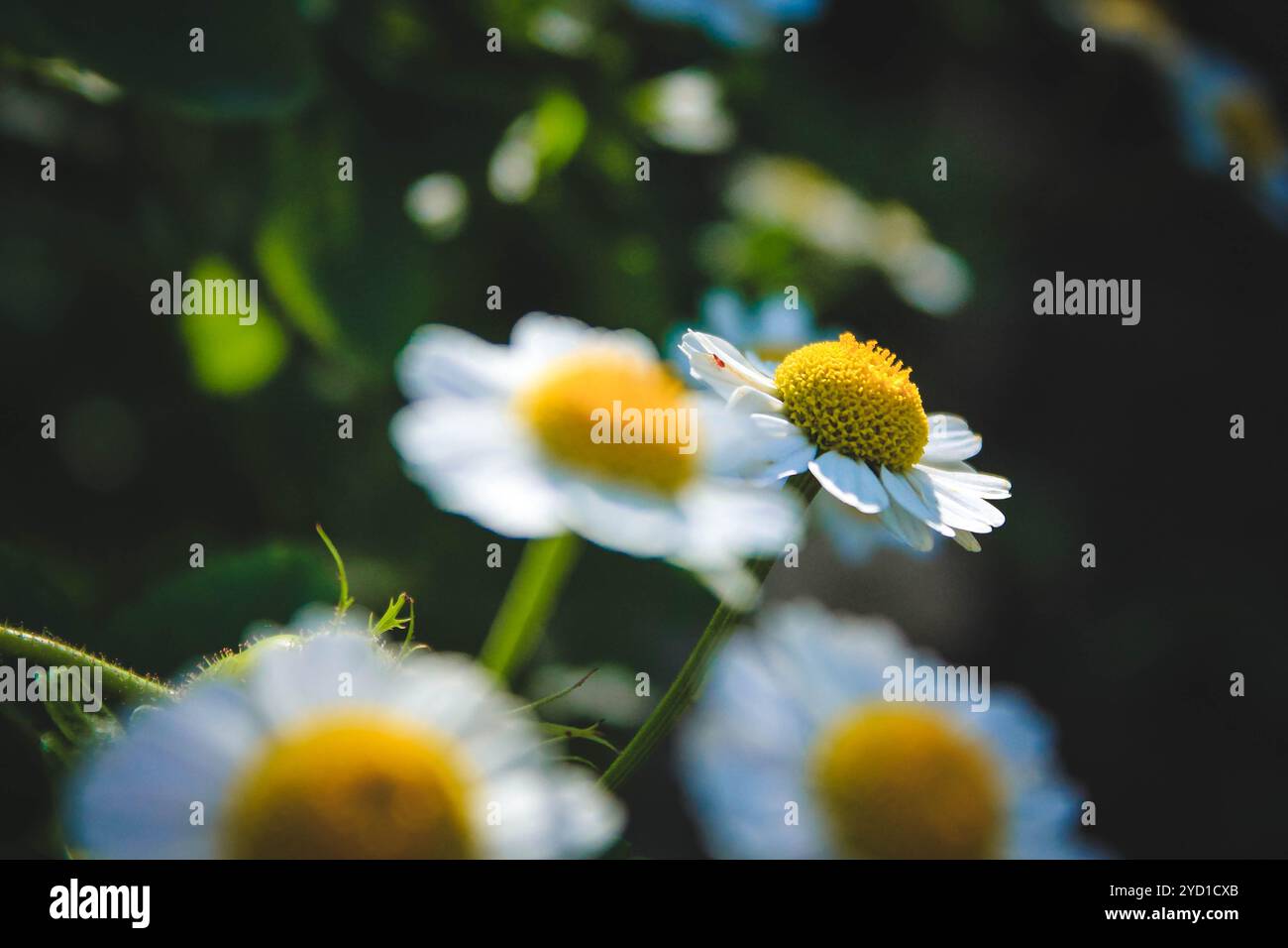 Kamillenwildblumen. Weiße Wildblumen. Blütenblätter. Weiße Blütenblätter Stockfoto