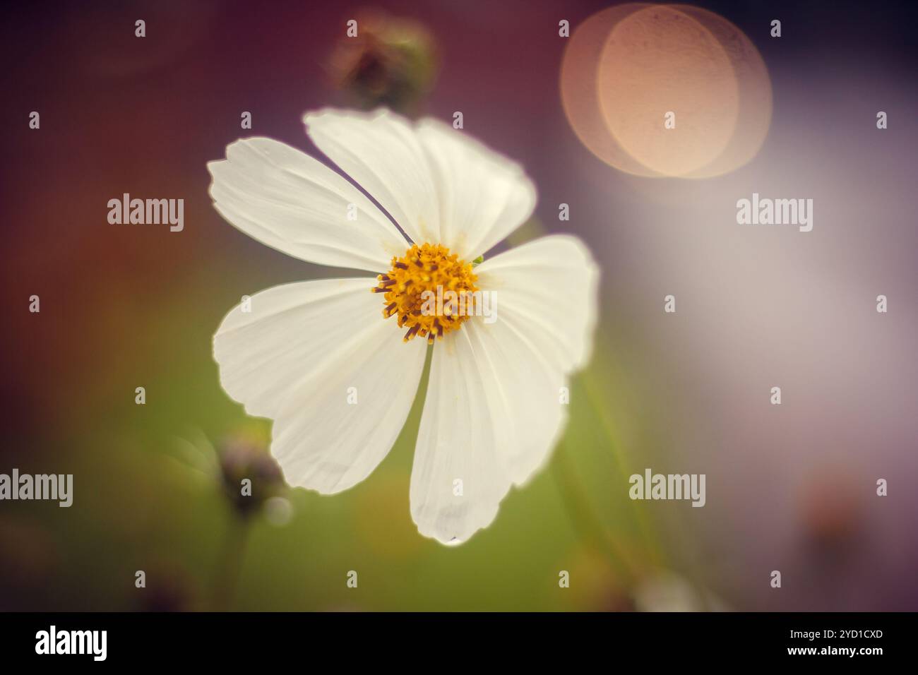 Weiße, wunderschöne Sommerblumen. Weiße Blütenblätter. Natürliche Blumen Stockfoto