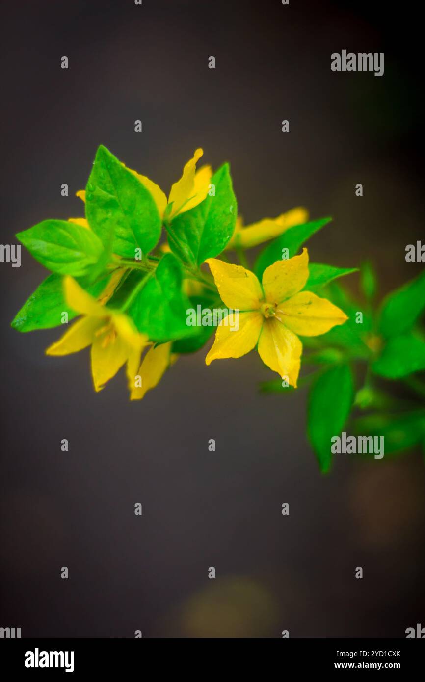 Gelbe, schöne Sommerblumen. Gelbe Blütenblätter. Natürliche Blumen Stockfoto