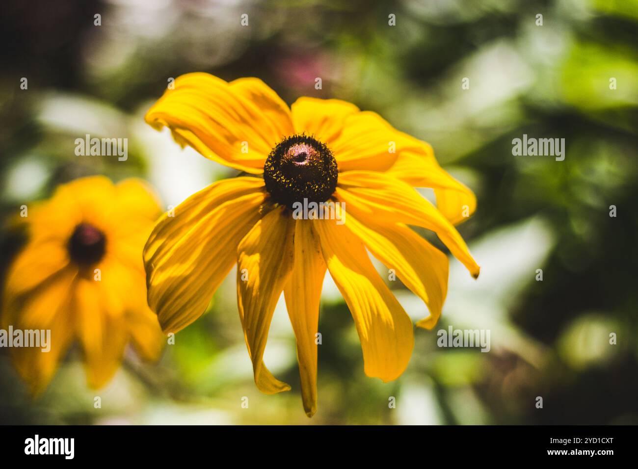 Gelbe, schöne Sommerblumen. Gelbe Blütenblätter. Natürliche Blumen Stockfoto