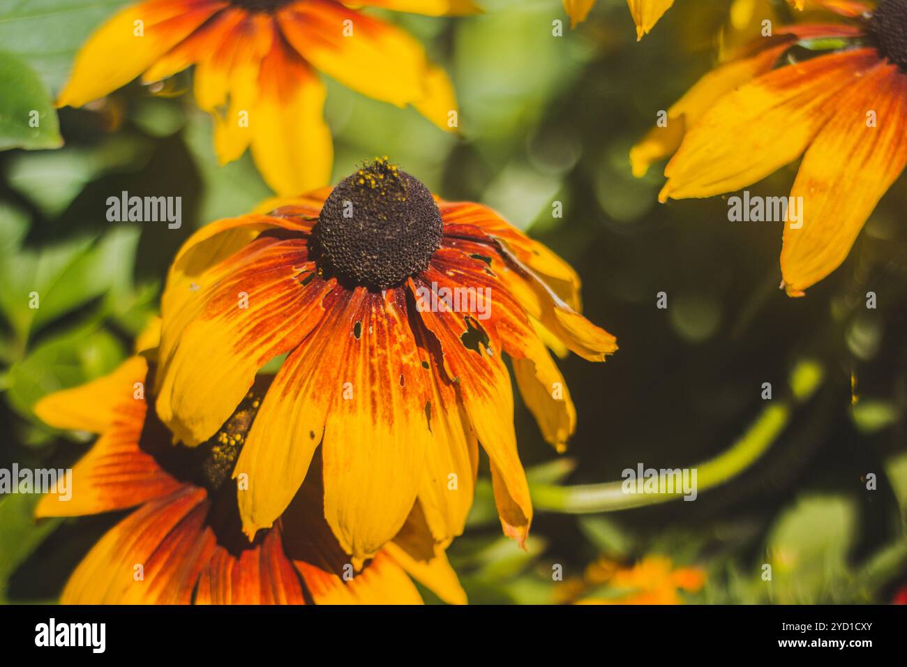 Gelbe, schöne Sommerblumen. Gelbe Blütenblätter. Natürliche Blumen Stockfoto