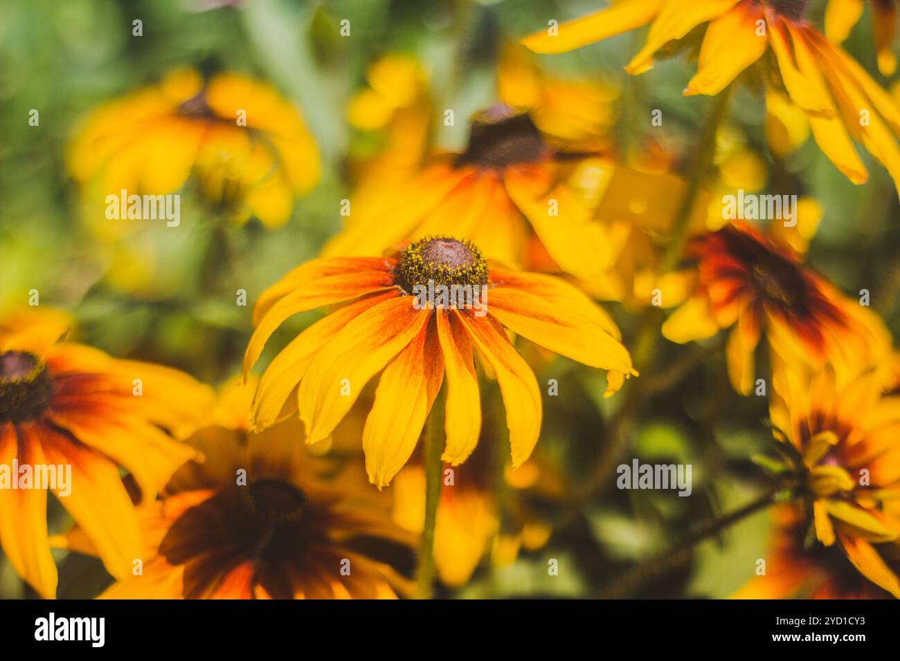 Gelbe, schöne Sommerblumen. Gelbe Blütenblätter. Natürliche Blumen Stockfoto