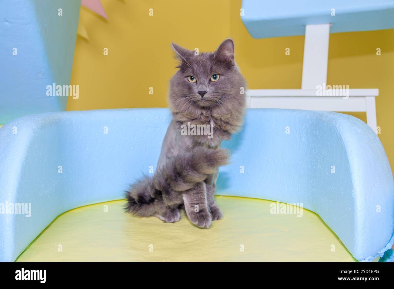 Graue Katze sitzt auf einem farbigen Stuhl. Ein Haustier. Die Katze sitzt. Schöne graue Katze. Stockfoto