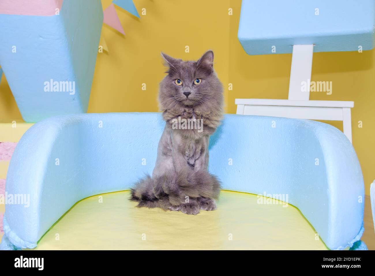 Graue Katze sitzt auf einem farbigen Stuhl. Ein Haustier. Die Katze sitzt. Schöne graue Katze. Stockfoto