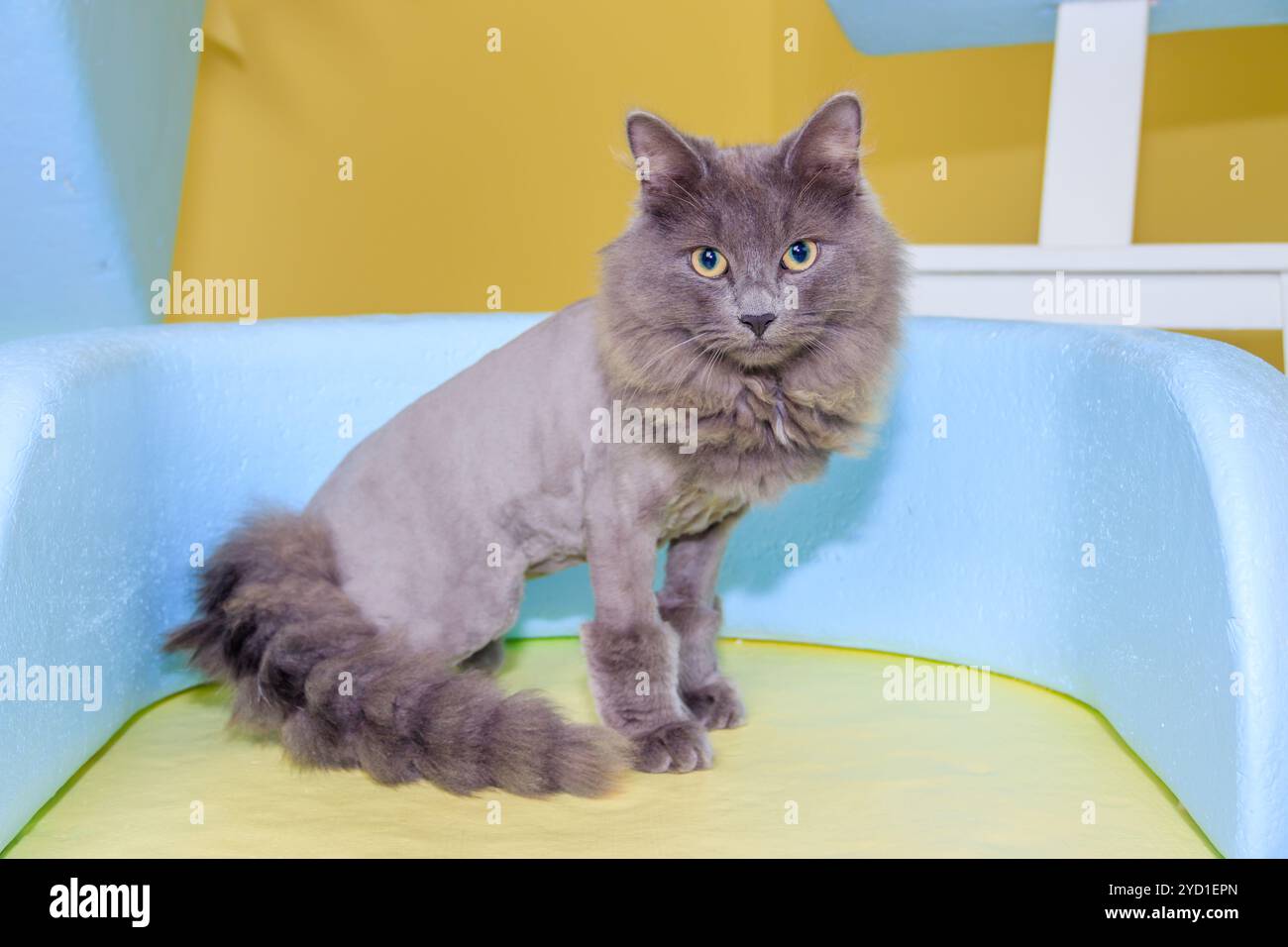Graue Katze sitzt auf einem farbigen Stuhl. Ein Haustier. Die Katze sitzt. Schöne graue Katze. Stockfoto