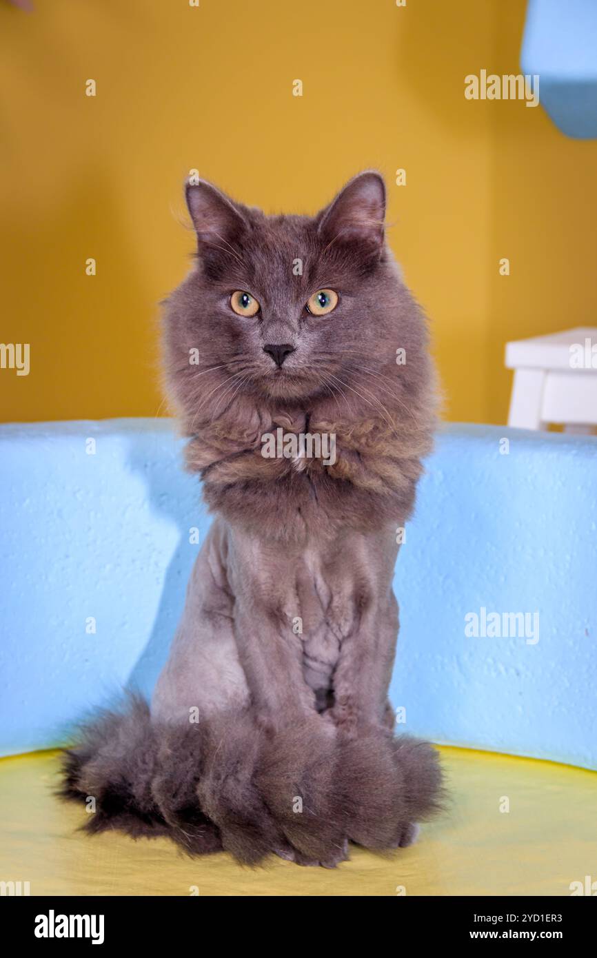 Graue Katze sitzt auf einem farbigen Stuhl. Ein Haustier. Die Katze sitzt. Schöne graue Katze. Stockfoto