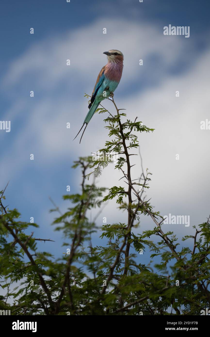 Fliederbrust Rollvogel oben im Dornbusch Stockfoto