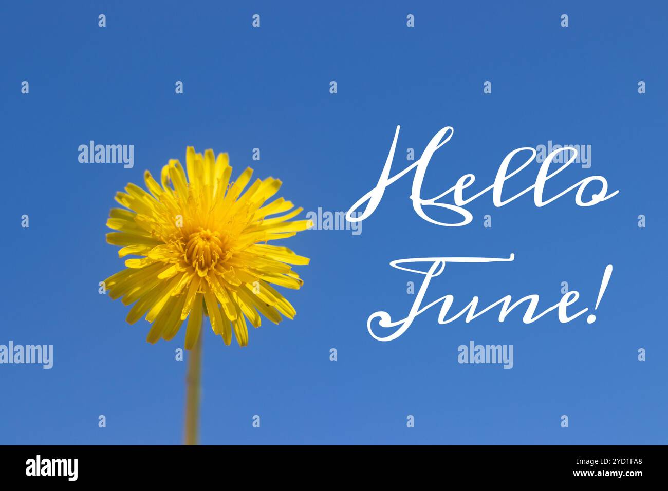 Banner Hallo juni. Neue Saison . Willkommenskarte Foto mit einer Blume. Gelbe Blume. Gelber Löwenzahn gegen den blauen Himmel. Blauer Himmel Stockfoto